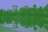 Trees near water, with the trees reflected in the water.