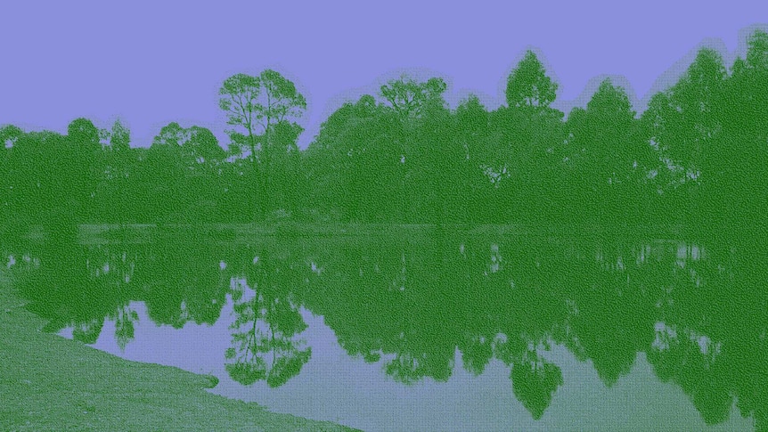 Trees near water, with the trees reflected in the water.