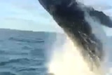 Whale breaches near fishing boat off Yeppoon