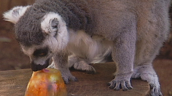 Ring tailed lemur licks frozen fruit