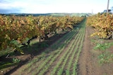 Barossa Valley grapevines
