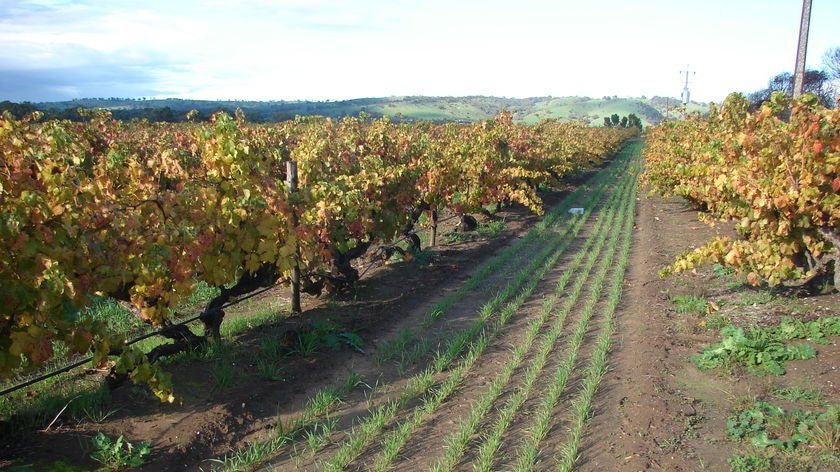 A line of wine vines in a field.