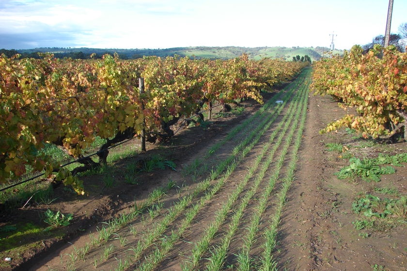 A line of wine vines in a field.