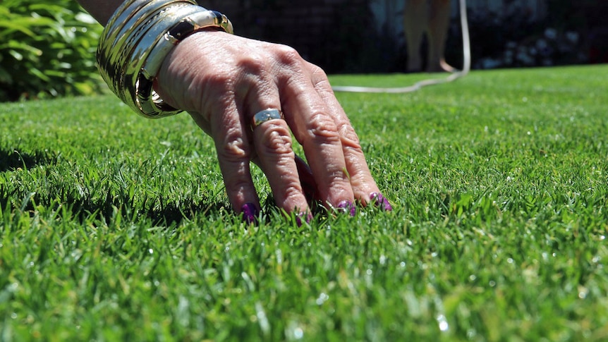 Anne Dimov inspecting her lawn