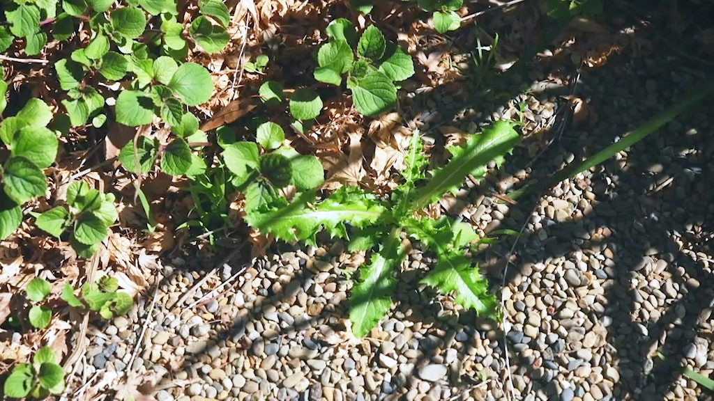 A weed growing in a gravel path.