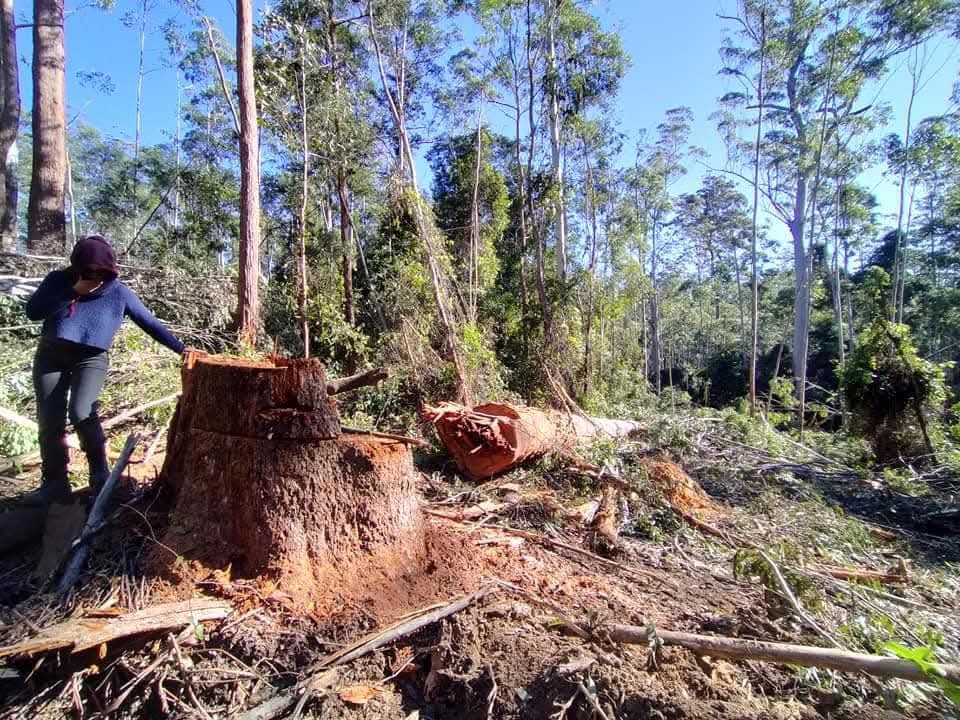a tree illegally logged at Wild Cattle Creek State Forest 