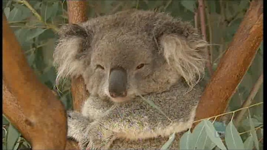 RSPCA criticised at koala inquiry