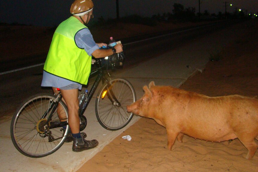 man on bike next to massive pig 