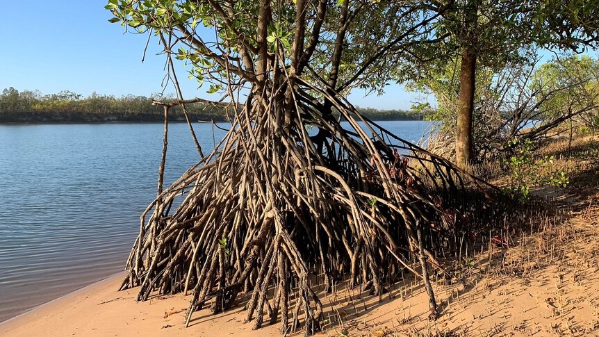 A mangrove on the banks of the Limmen Bight is seen with up to six feet of roots exposed.