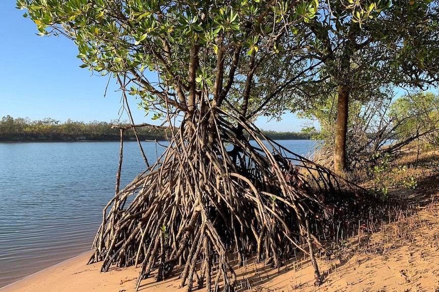 A mangrove on the banks of the Limmen Bight is seen with up to six feet of roots exposed.