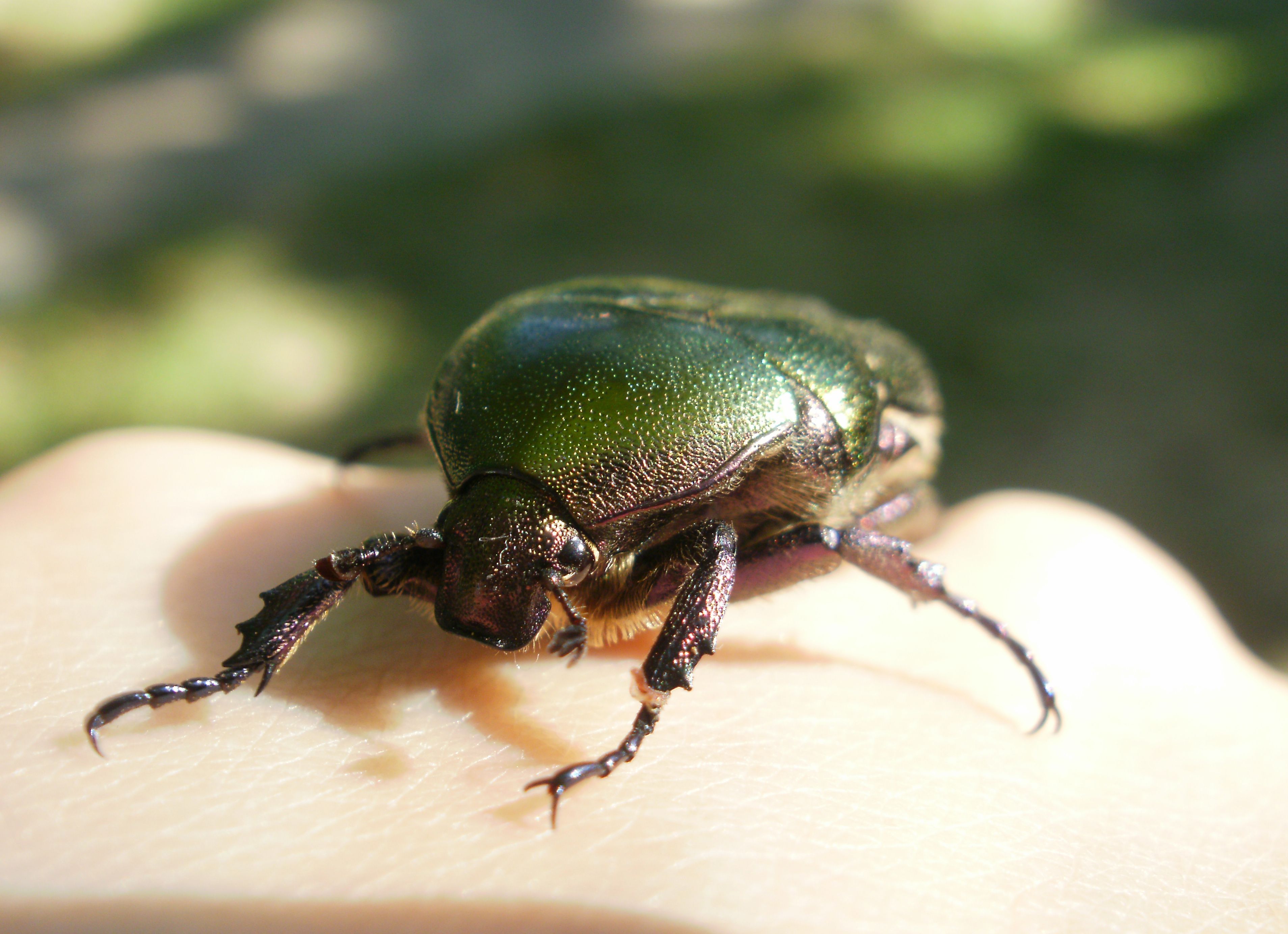 Can science save the insects?