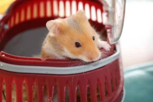 A hamster peering out of its red cage.