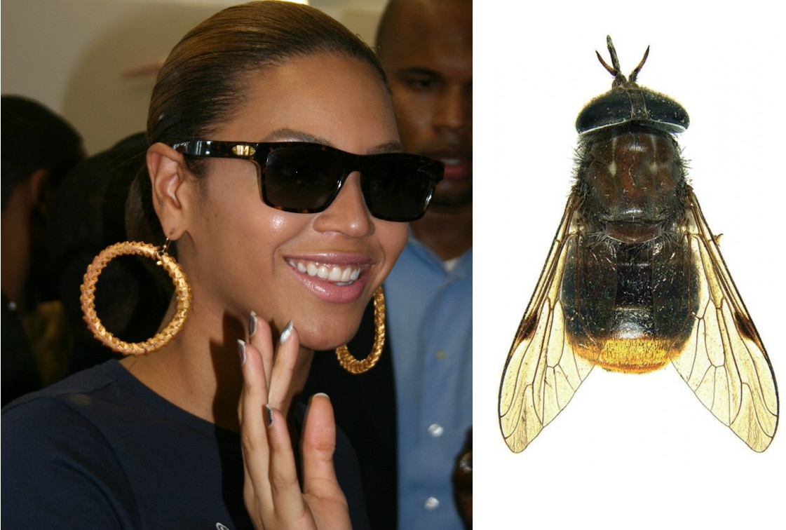 Species name quiz: Can you tell the real scientific names from the fake ...