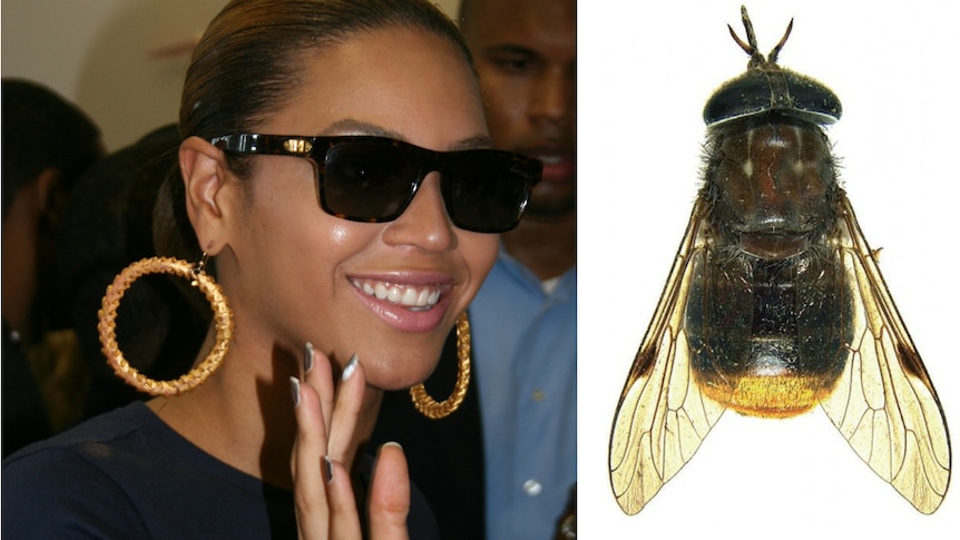 A composite image of Beyonce horse fly, called Scaptia beyonceae.