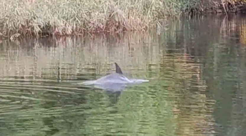 Dolphin spotted cruising in Melbourne's Yarra River