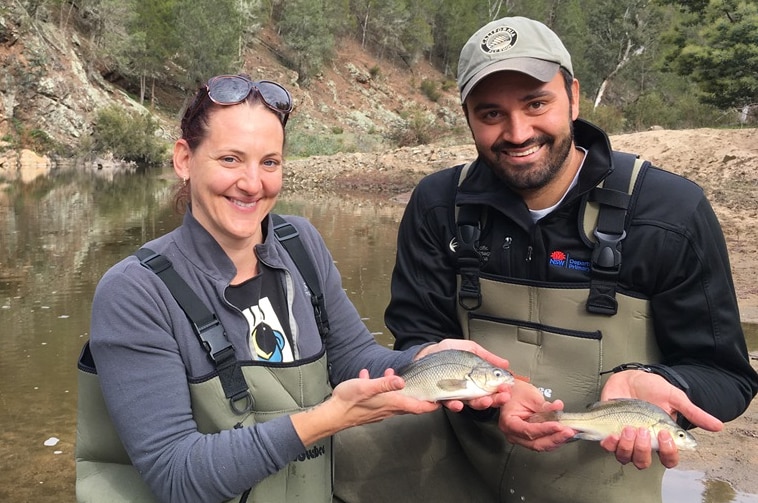 Researchers holding Macquarie Perch Fish in the Mannus Creek