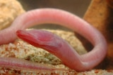 A close-up of a long pink fish with no eyes which looks like an earthworm at the bottom of a sandy pool.