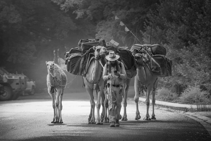 A man walks in front of a four camels on a road