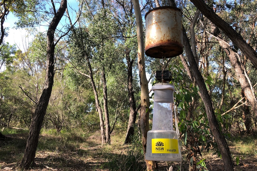 A mosquito trap hanging from a tree. 