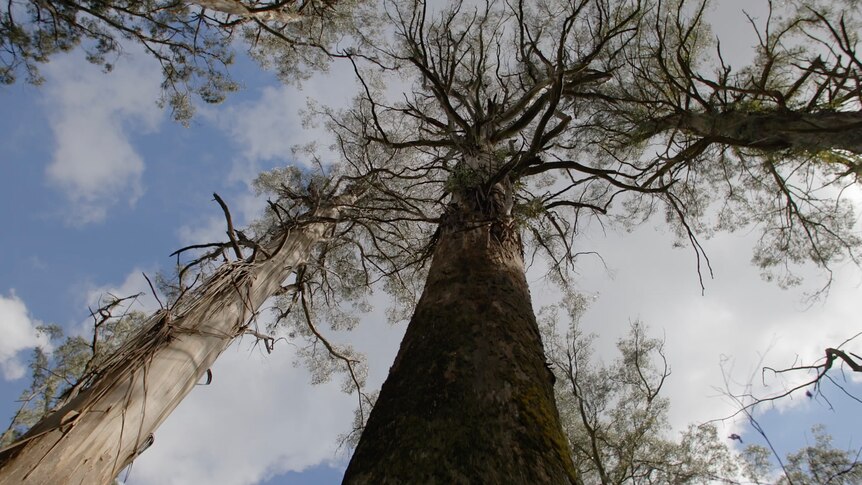 a very tall, thick eucalypt tree trunk ascends into the sky.