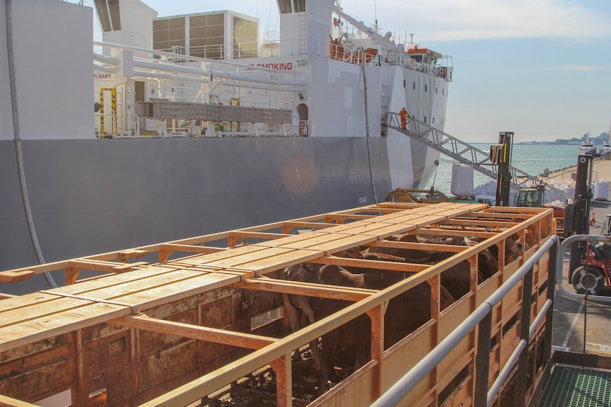 a livestock truck trailer parked next to a live export ship.