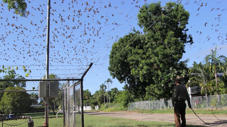 flying foxes in the sky as a man watches from the corner of frame