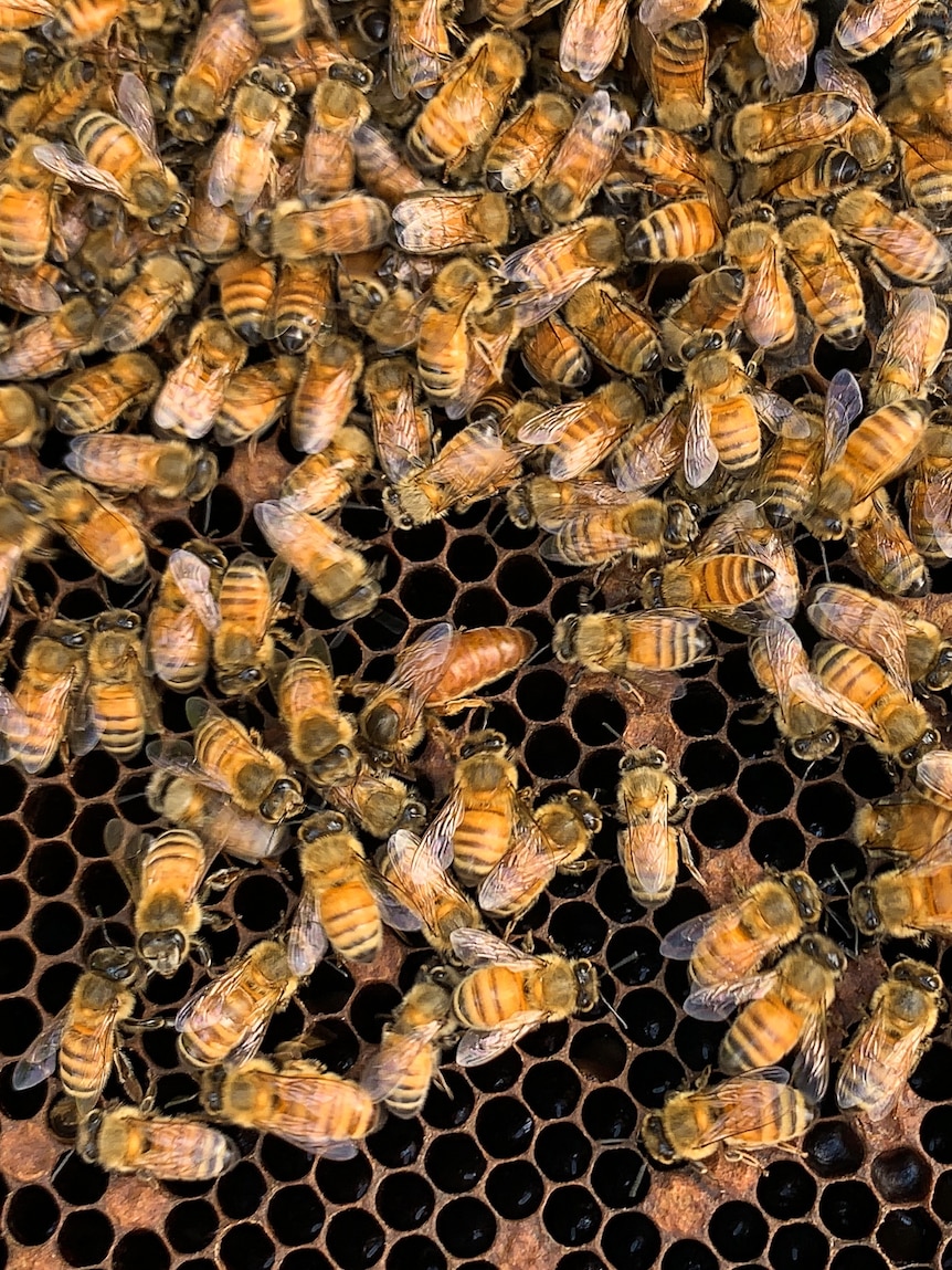Queens to be moved as varroa mite red zone threatens ‘really valuable’ bee genetics program