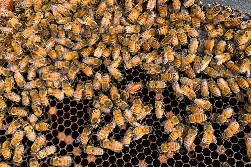 A queen bee among hundreds of bees on a beehive frame.