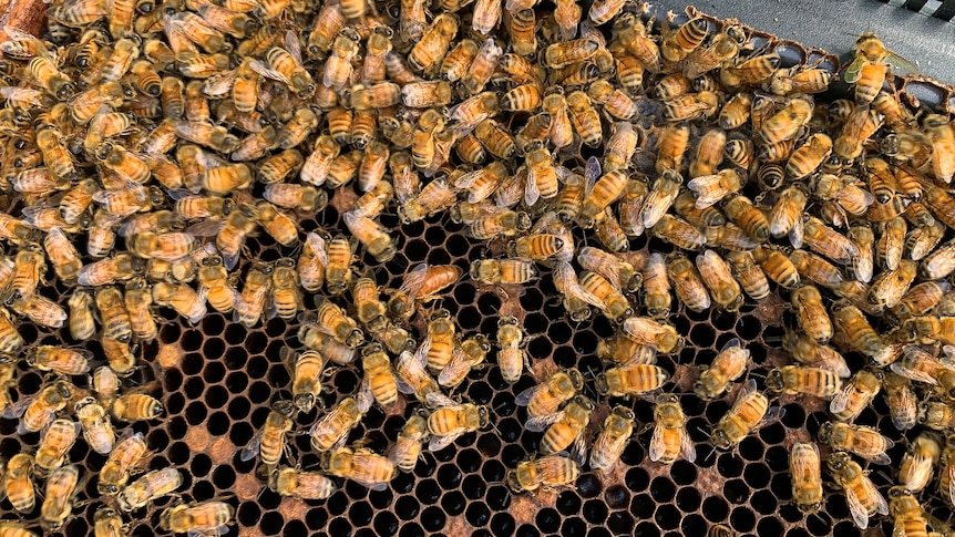 A queen bee among hundreds of bees on a hive frame.