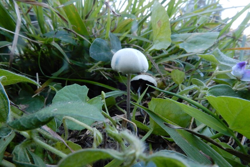 Blue-topped mushrooms in vegetation.