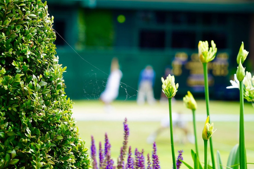Wimbledon gardens