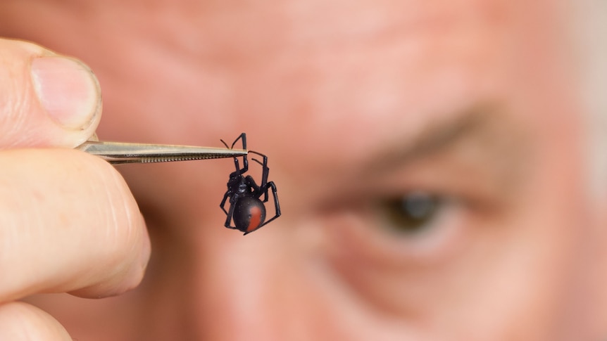 a man holds a red back spider up with a pair of tweezers