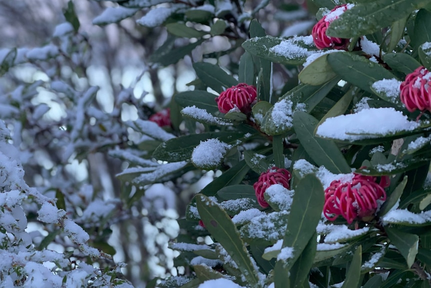 A snow covered, flowering waratah bush
