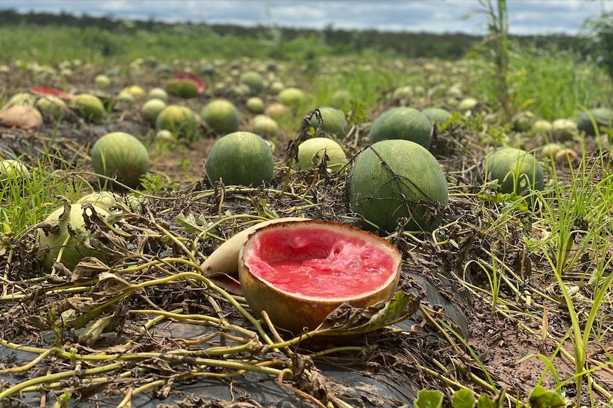 Split watermelon sits in a saturated crop 