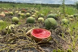 Split watermelon sits in a saturated crop 