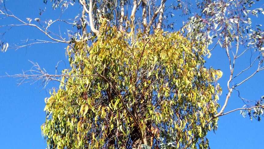 Australian Mistletoe - Amyema Miquelii