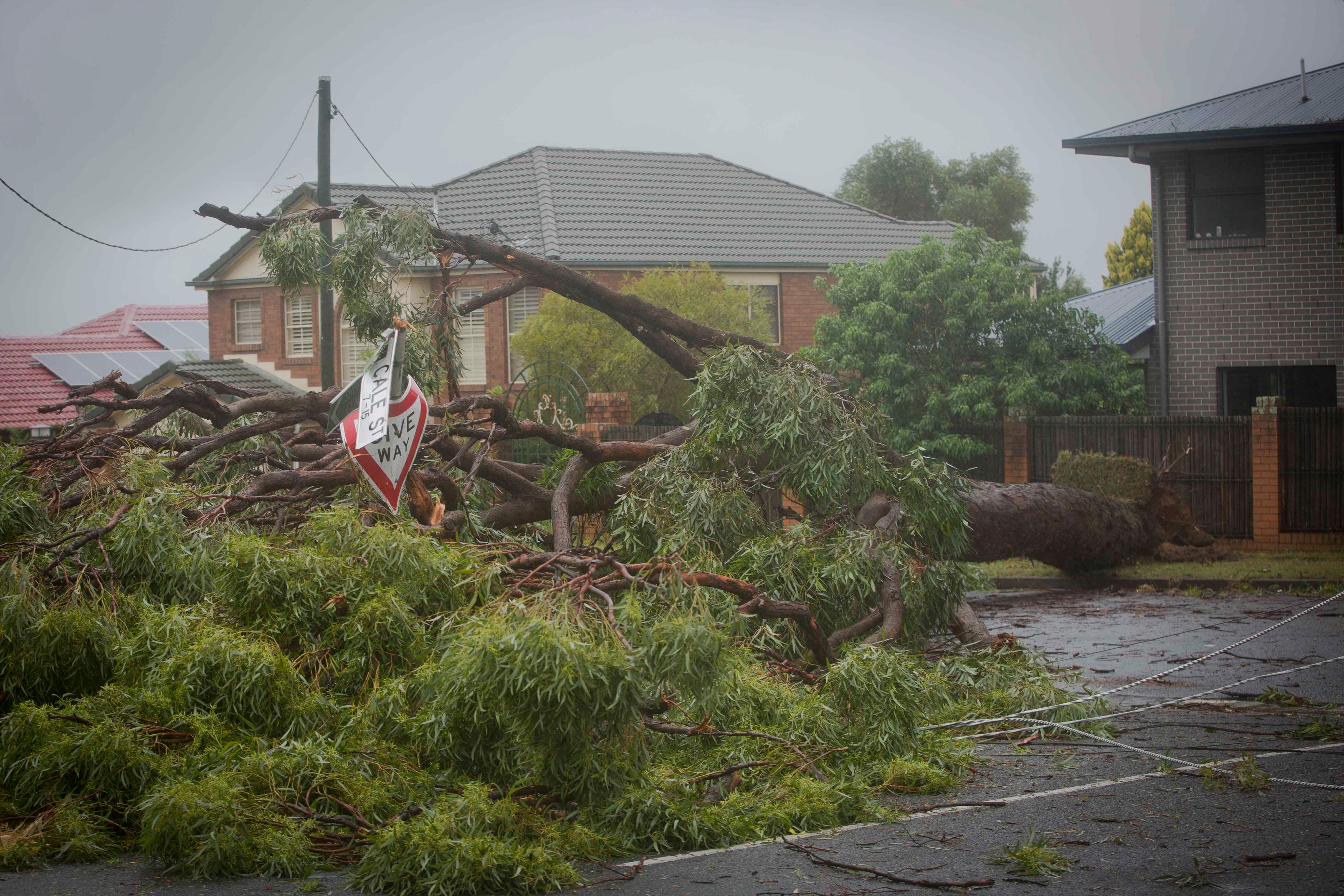 A tree lies across a road on top of mangled street signs, with a house in the background.