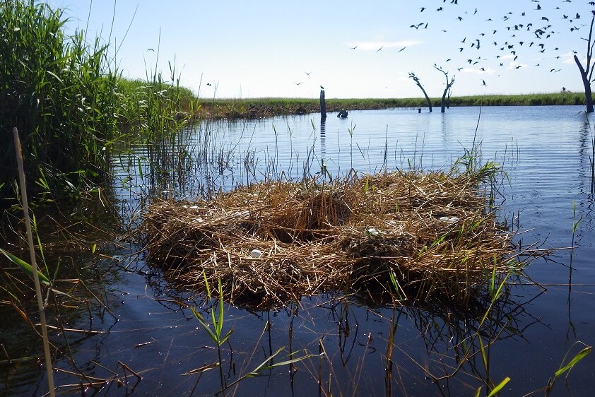 A waterbird nest floating on the water