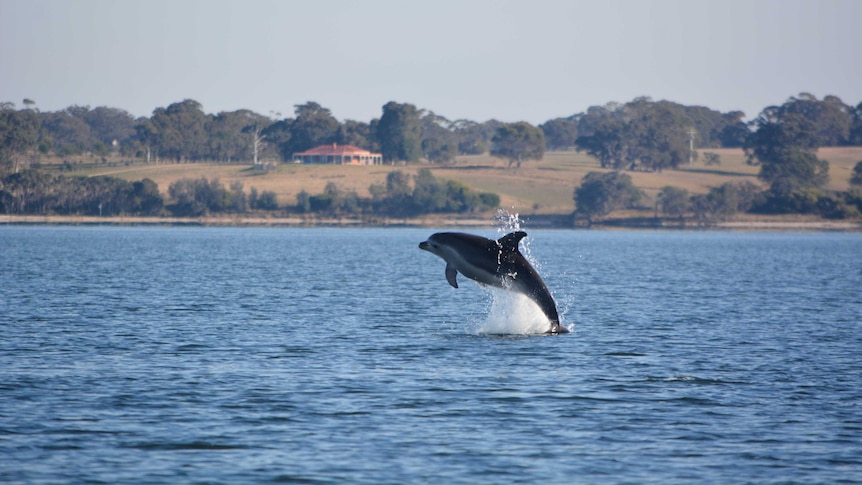 A Burrunan dolphin leaping from the water in the Gippsland Lakes.