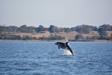 A Burrunan dolphin leaping from the water in the Gippsland Lakes.
