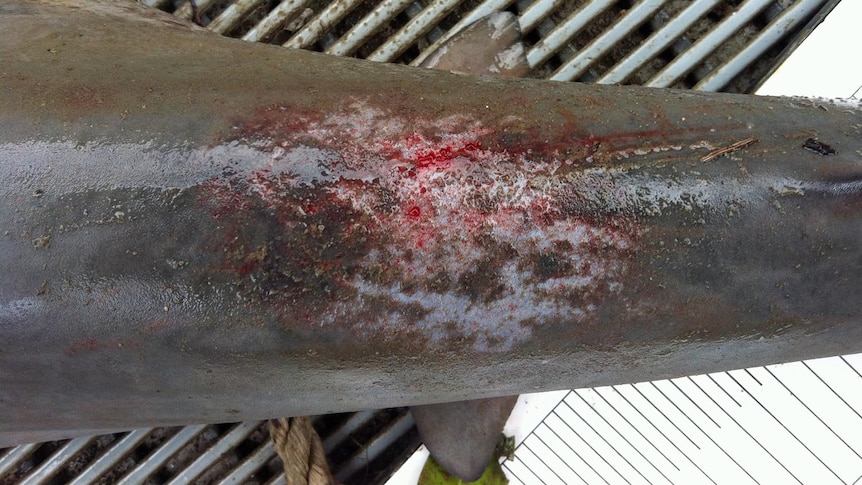 Red marks on a bull shark caught in Calliope River in October.