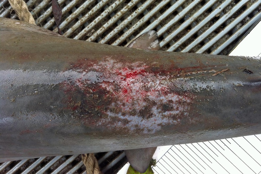 Red marks on a bull shark caught in Calliope River in October.