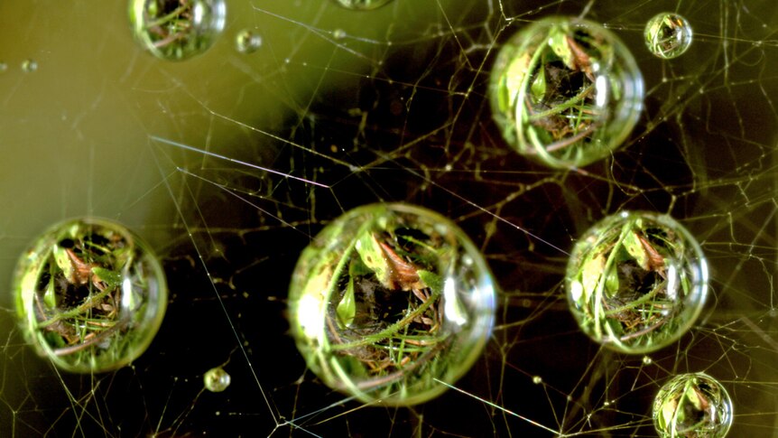 Dew on a spiderweb