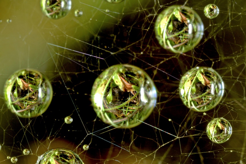 Dew on a spiderweb