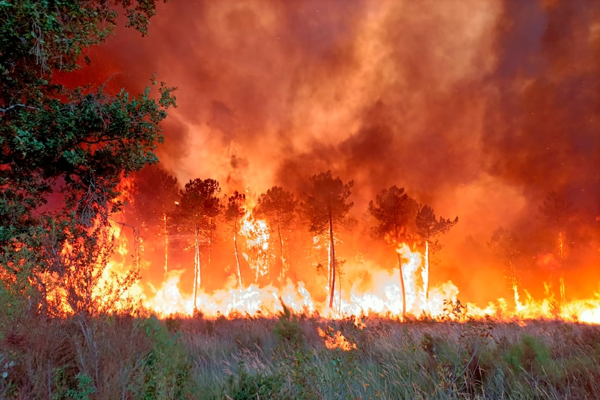 Wildfire burning in forested area behind grassland, with lots of smoke.