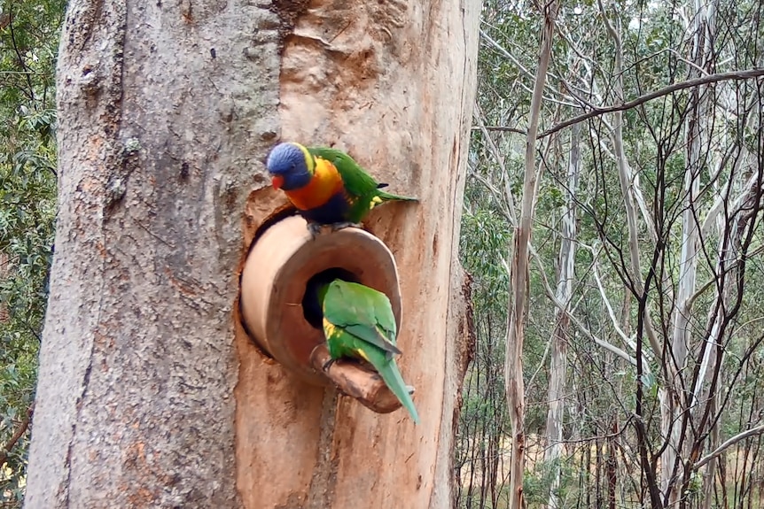 Two brightly coloured parrots investigate a hollow in a tree