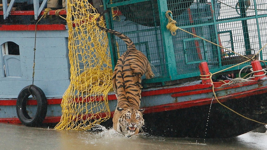 Wide shot of a tiger jumping from a boat into a river.