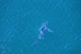 Aerial photo of the shark that is believed to have attacked a Ballina teenager today.