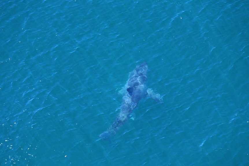Aerial photo of the shark that is believed to have attacked a Ballina teenager today.