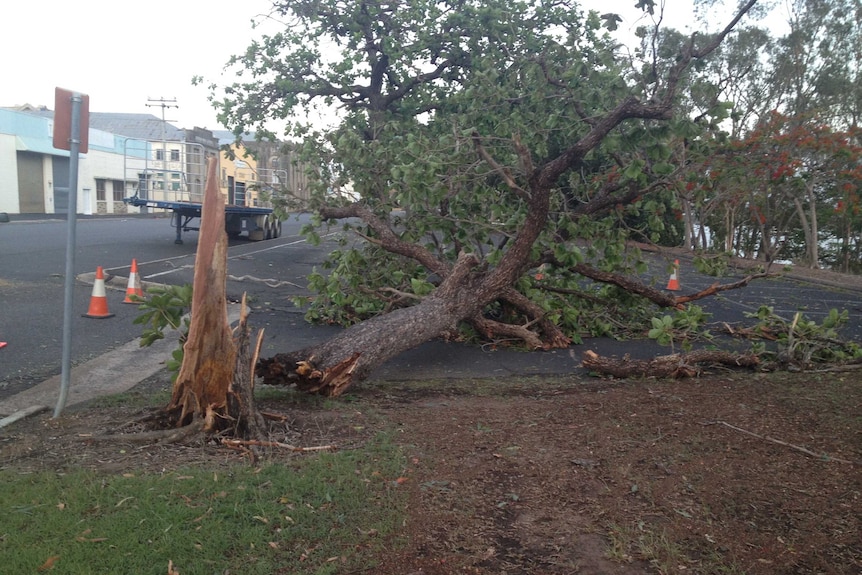 A tree down on Quay Street, Rockhampton after a wild storm.